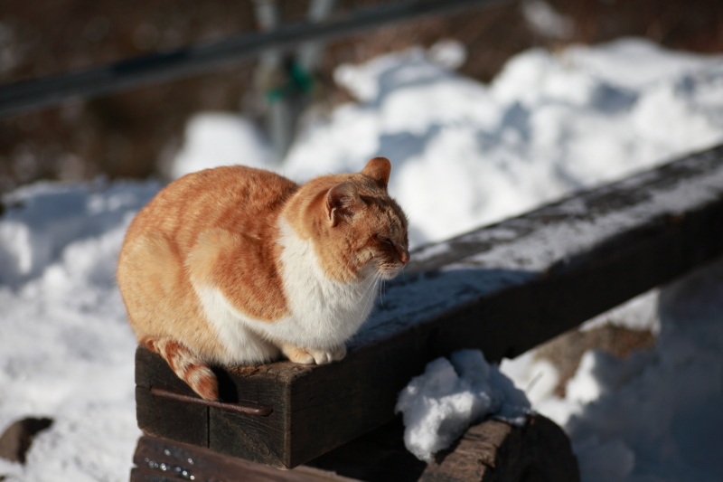 5D_金時山_金時猫2
