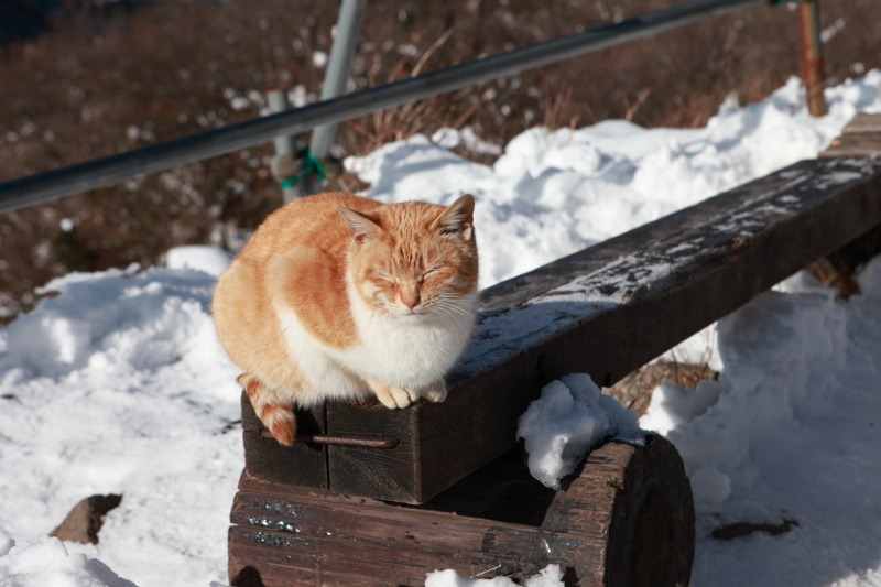 5D_金時山_金時猫3