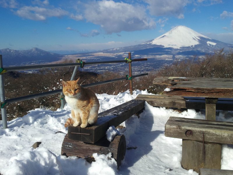22.金時山_富士山と金時猫3