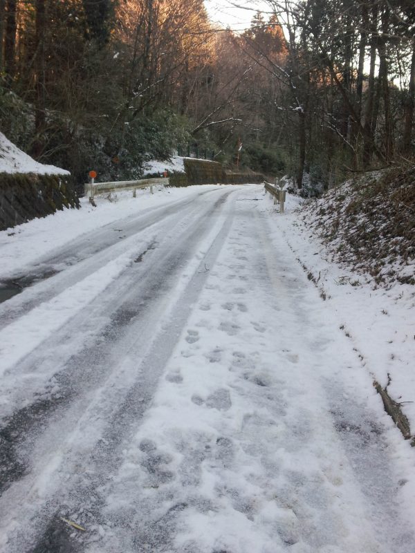 12.金時山_林道
