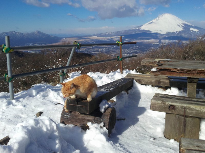 21.金時山_富士山と金時猫2