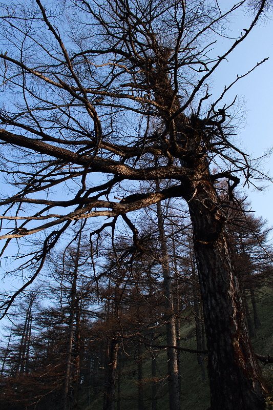 53.登山道の木