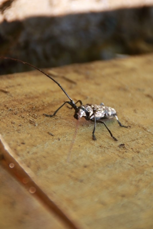 常念岳【登山編】カミキリムシ
