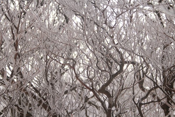 樹氷1