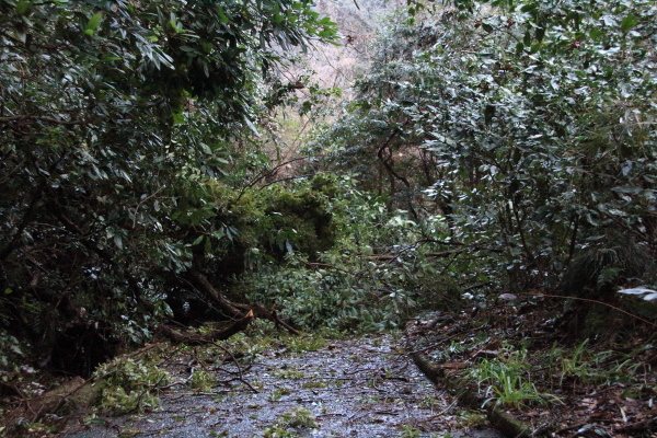 多比登山口-多比口峠_林道_道を塞ぐ木