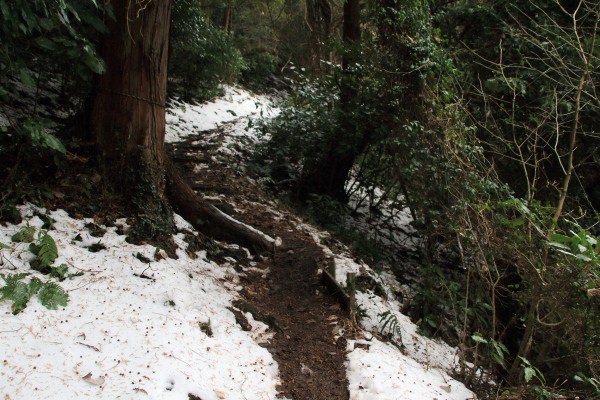 多比峠-鷲頭山_登山道