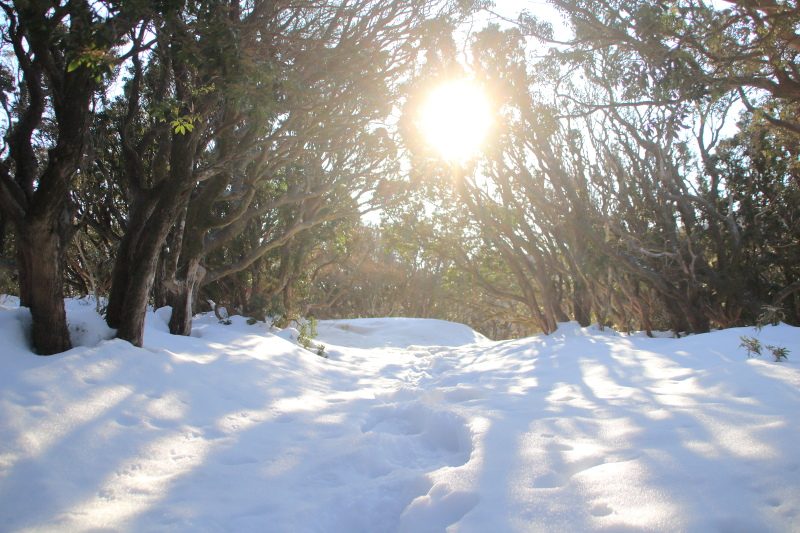 戸田峠-小達磨山_登山道2