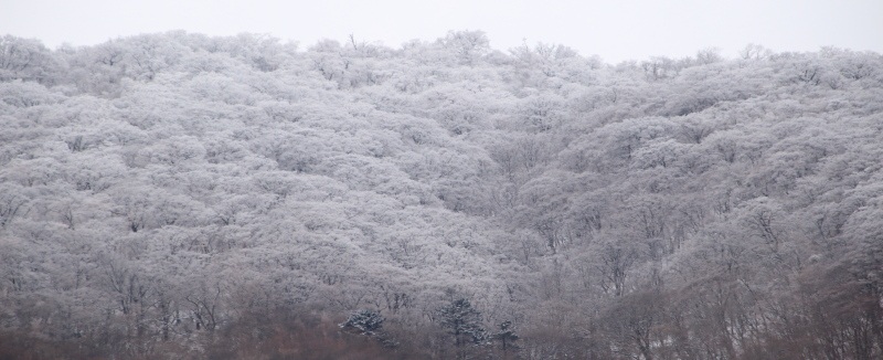雪の華