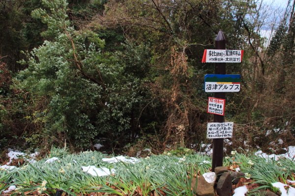多比登山口-多比口峠_道標と水仙