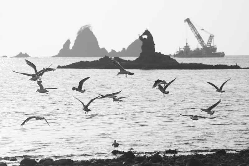 海辺の鳥達_一斉に