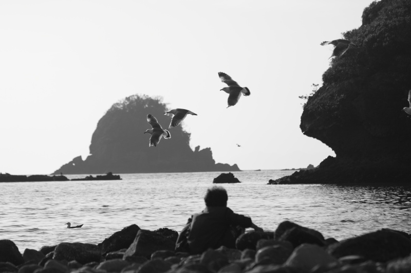 海辺の鳥達_連なる