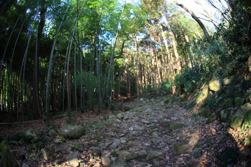 4.城山登山口-城山_竹林の登山道