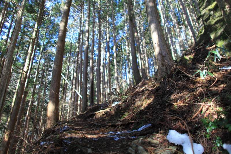 毛無山林