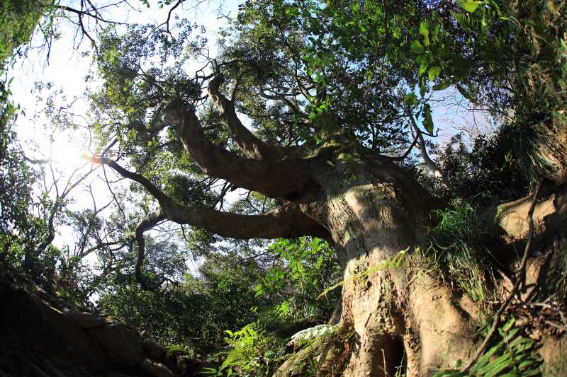 9.城山登山口-城山_登山道の大木2