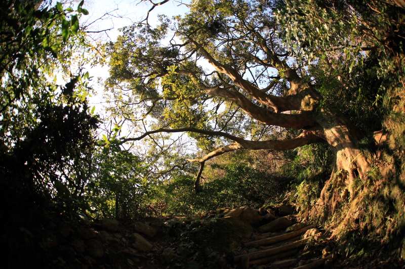 8.城山登山口-城山_登山道の大木