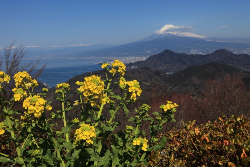 30.葛城山_山頂からの景色(菜の花)