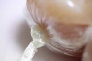 天城軍鶏_鶏ハム工程3補足