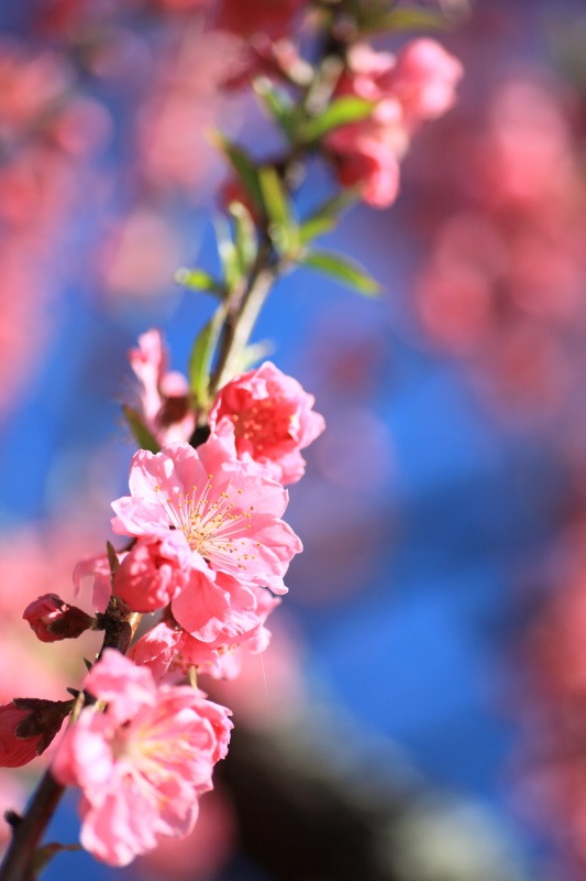 正法寺桃1