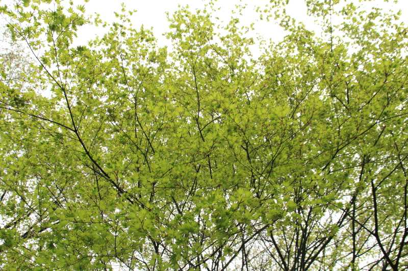 4.上秦野林道_新緑