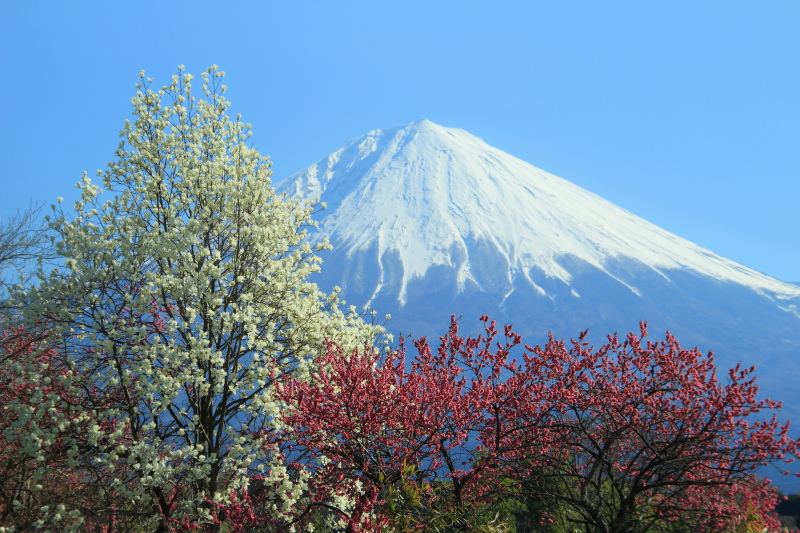 正法寺木蓮と桃