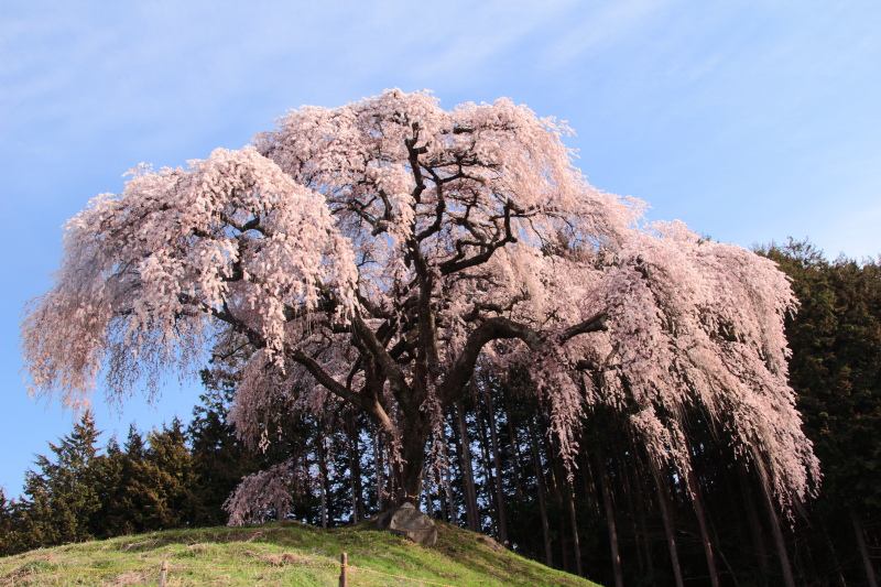 17.乙ヶ妻のしだれ桜_朝