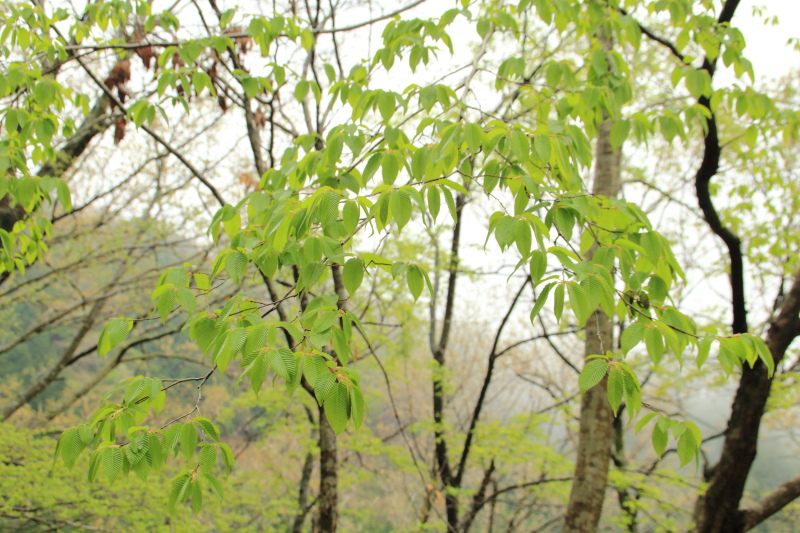 10.上秦野林道_新緑