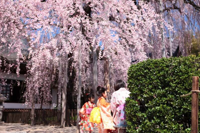 慈雲寺のイトザクラと子供たち2