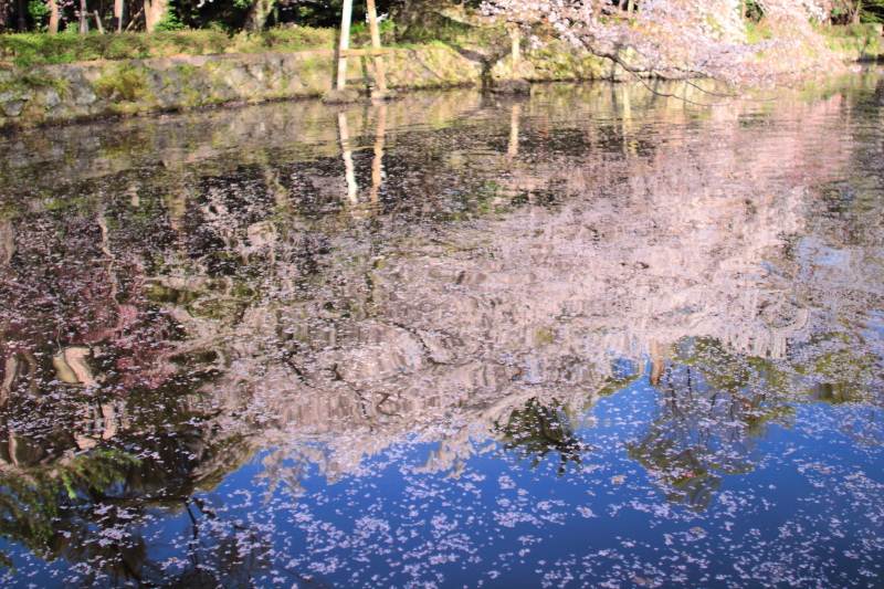 三嶋大社_桜5