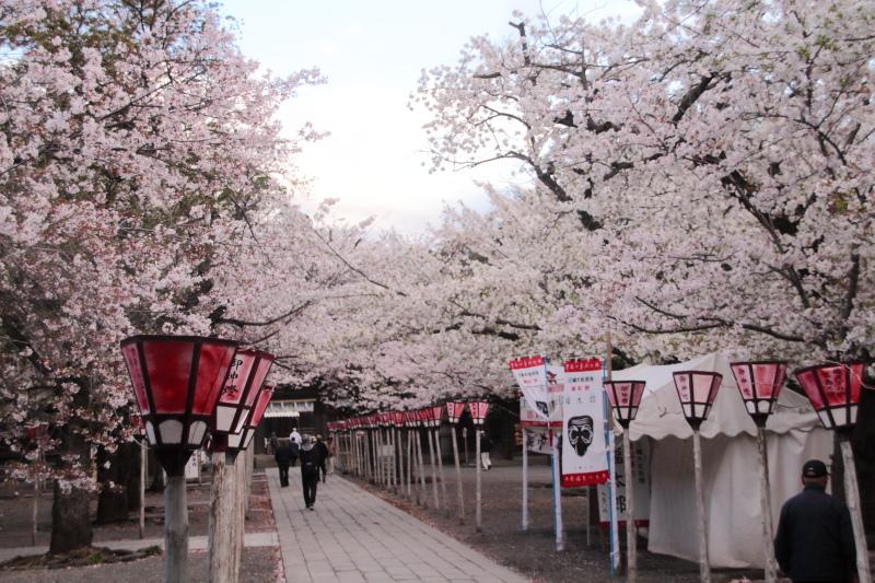 三嶋大社_桜3