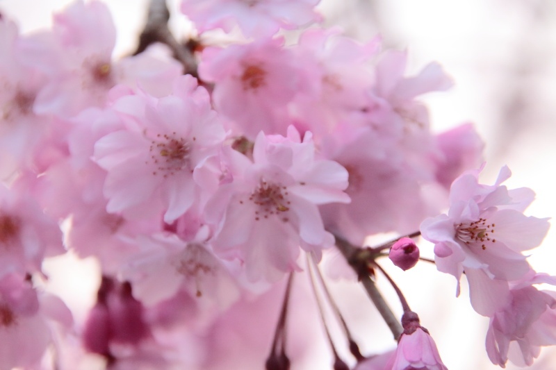 三嶋大社_桜2