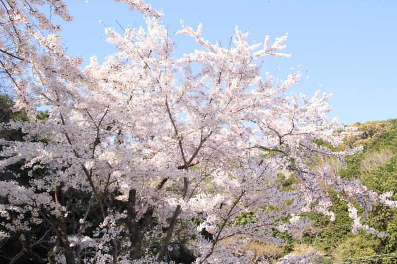 JFL第4節アスルクラロ沼津_桜