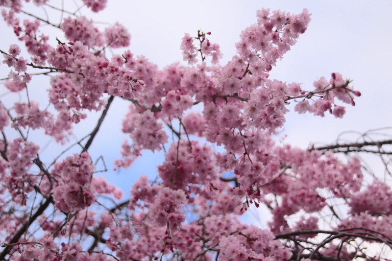 三嶋大社_桜12