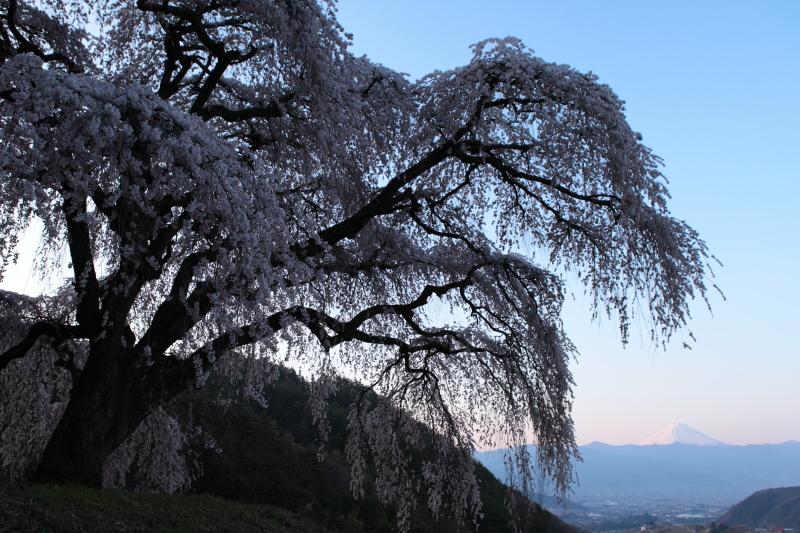 10.乙ヶ妻のしだれ桜_朝富士