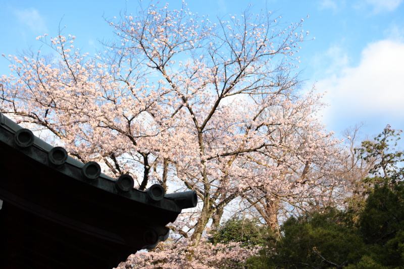 三嶋大社_桜8