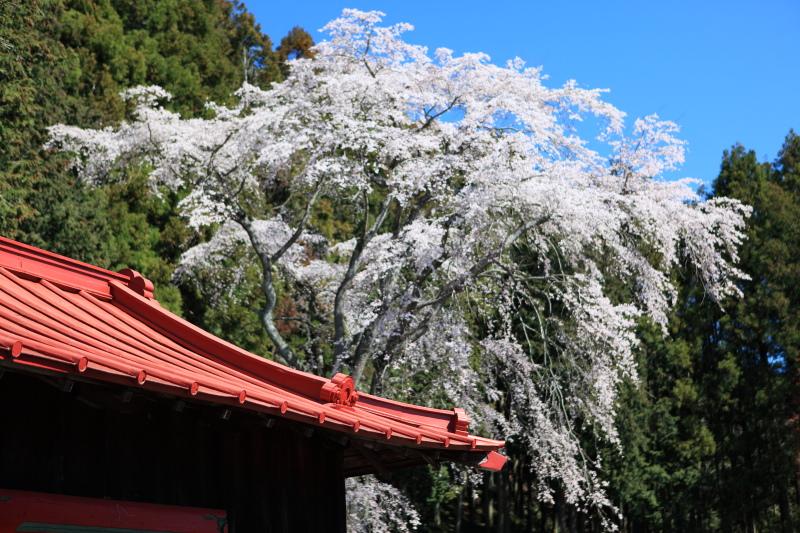 千光寺5