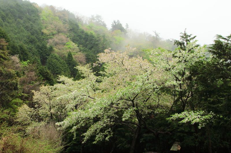 9.上秦野林道_ヤマザクラ