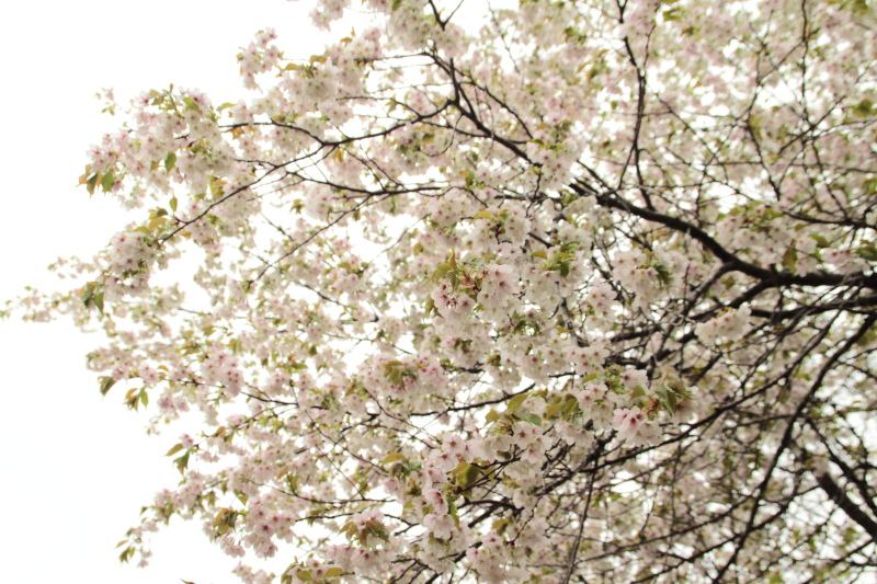 12.上秦野林道_ヤマザクラ