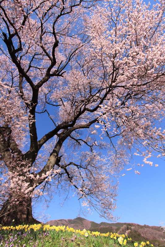 わに塚の桜_水仙