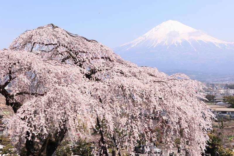 艶桜