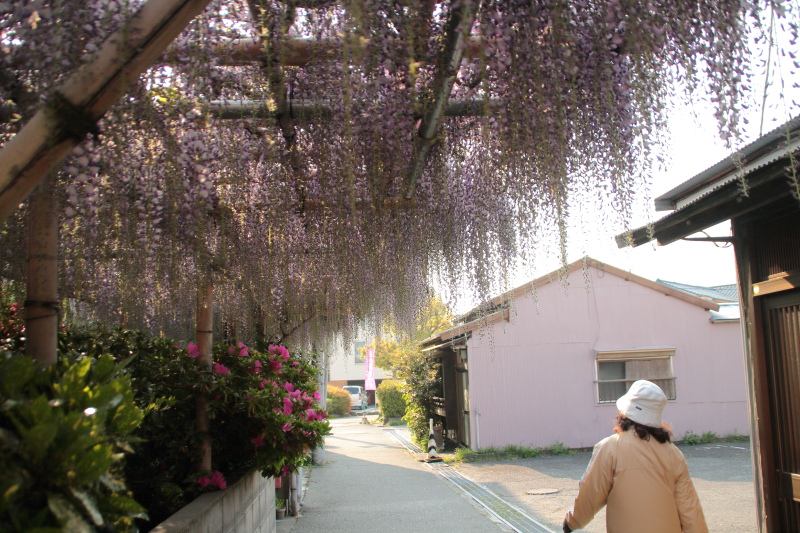 沼津市幸町の藤棚1