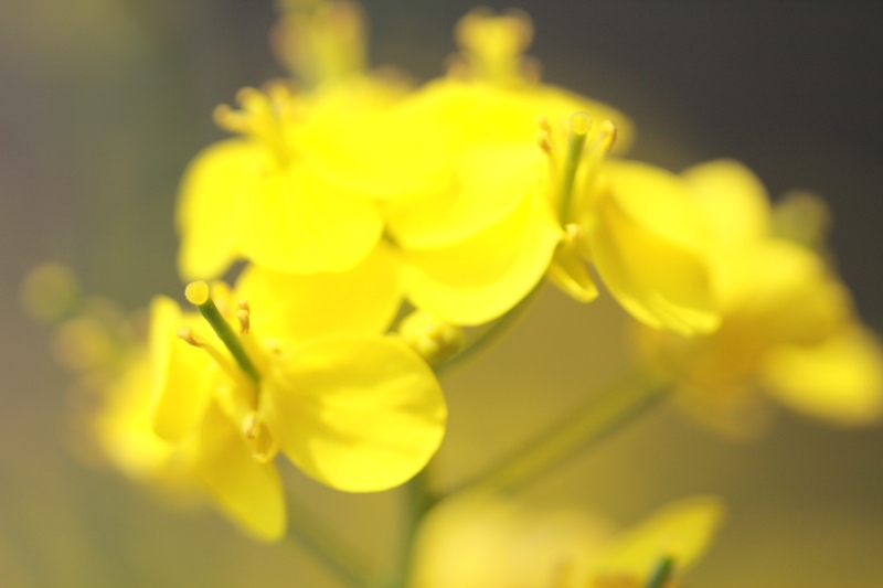 菜の花