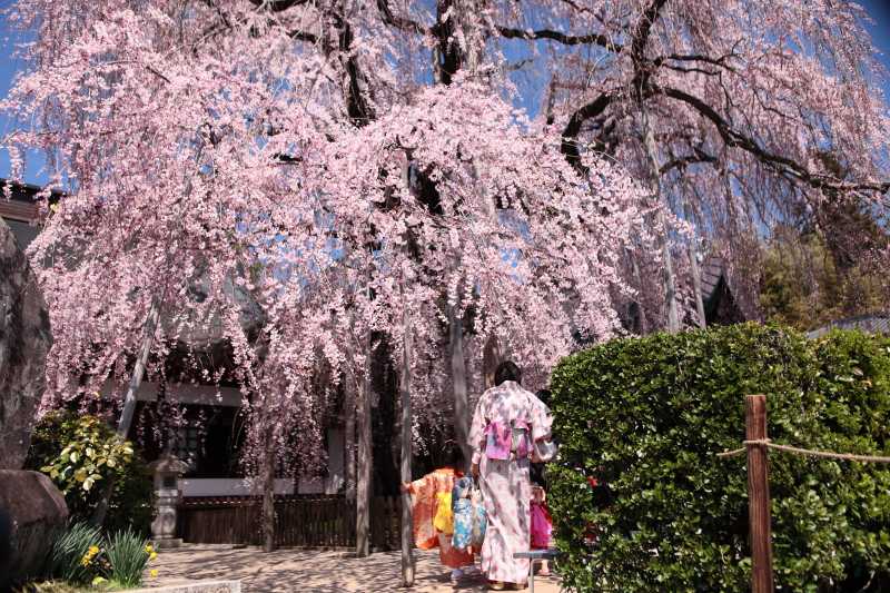 慈雲寺のイトザクラと子供たち4