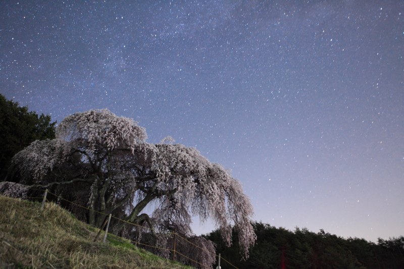 9.乙ヶ妻のしだれ桜_月なし3