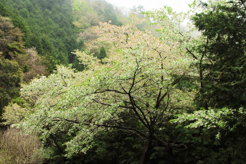 8.上秦野林道_ヤマザクラ