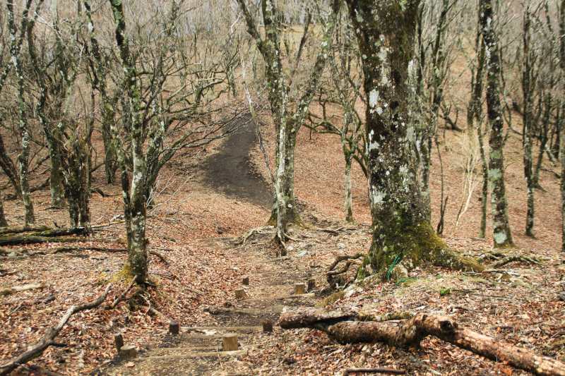 64.鍋割山-金冷し_登山道