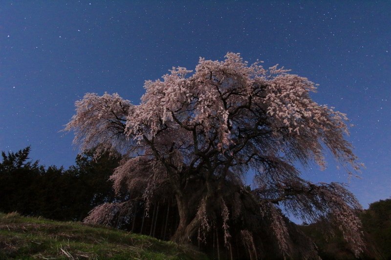 6.乙ヶ妻のしだれ桜_月明かり