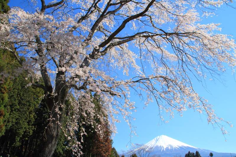 千光寺1