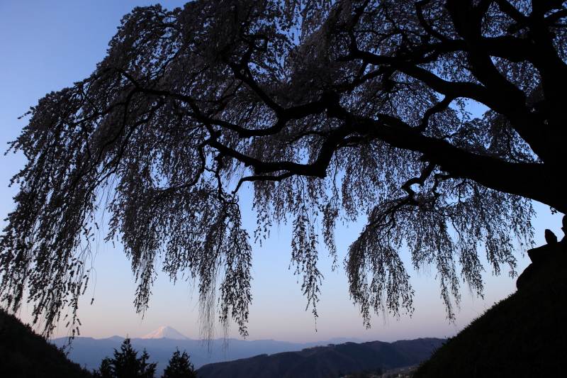 11.乙ヶ妻のしだれ桜_朝富士