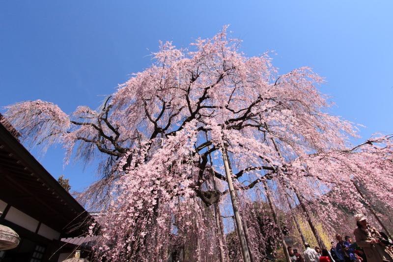 慈雲寺のイトザクラ2