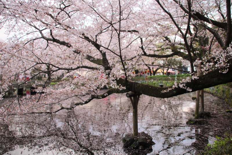 三嶋大社_ 桜1